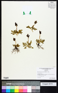 Botrychium lunarioides image