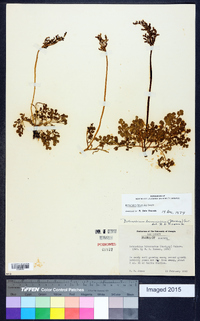 Botrychium lunarioides image