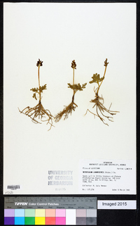 Botrychium lunarioides image