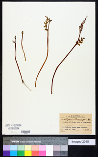 Botrychium matricariifolium image