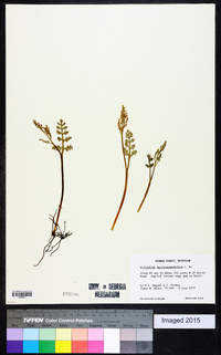 Botrychium matricariifolium image