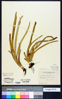 Campyloneurum angustifolium image