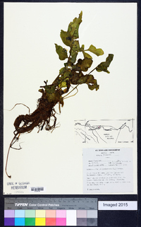 Ceratopteris thalictroides image