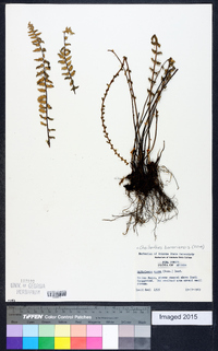 Myriopteris aurea image