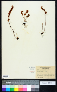 Myriopteris covillei image