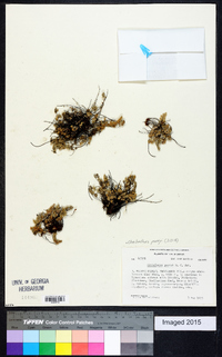 Myriopteris parryi image