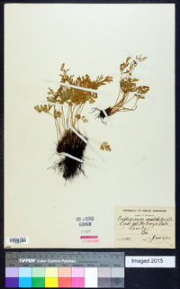 Cryptogramma acrostichoides image