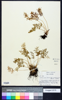 Cryptogramma crispa image