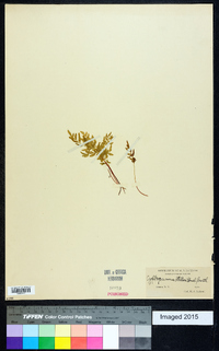 Cryptogramma stelleri image