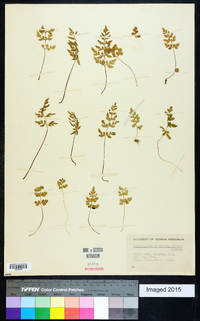 Cryptogramma stelleri image