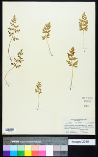 Cryptogramma stelleri image