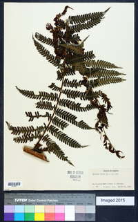 Cyathea fulva image