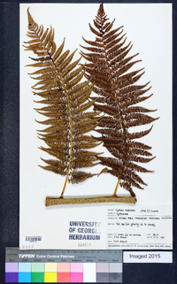 Cyathea medullaris image