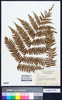 Cyathea smithii image