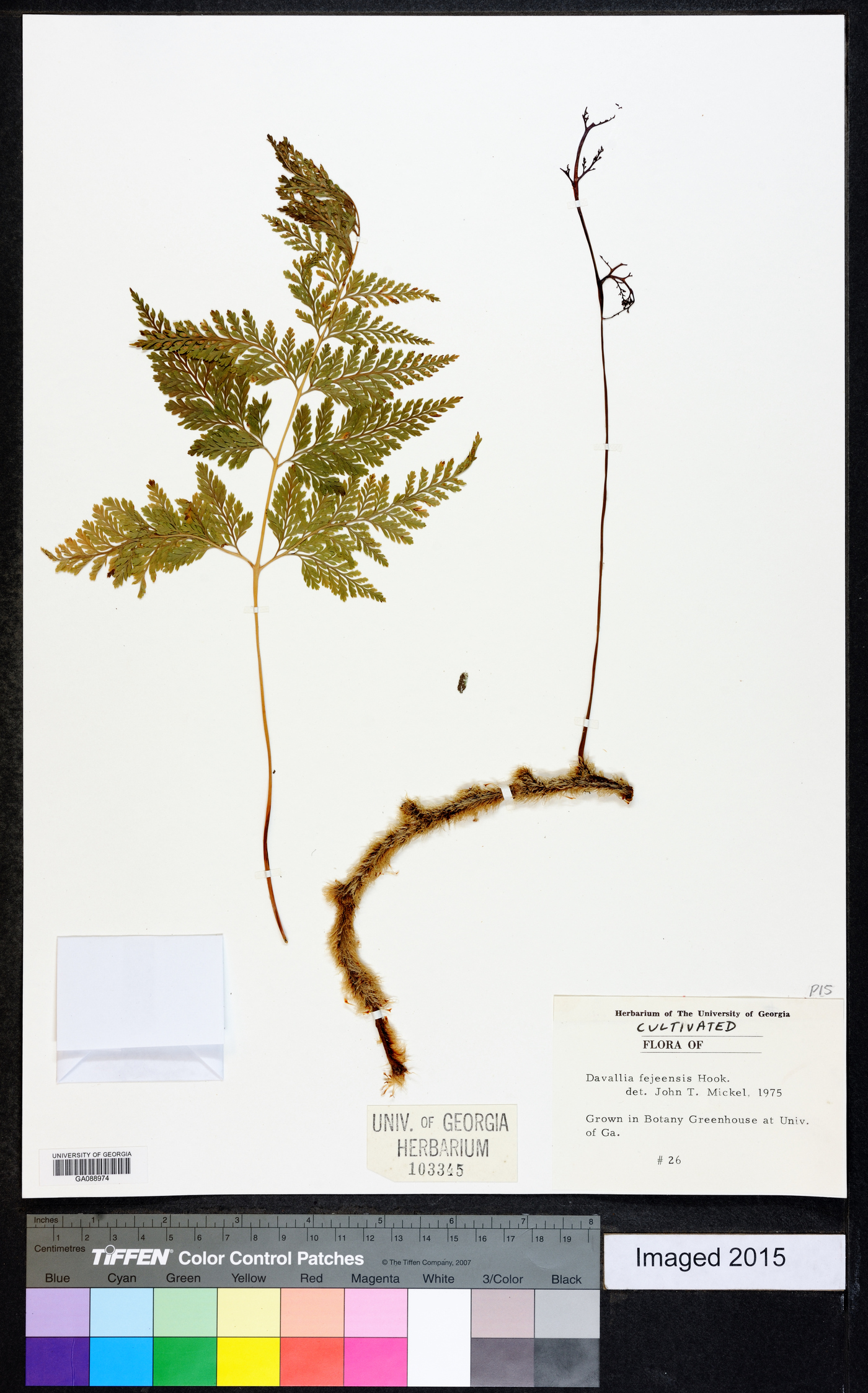 Davallia fejeensis image
