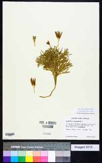 Diphasiastrum complanatum image