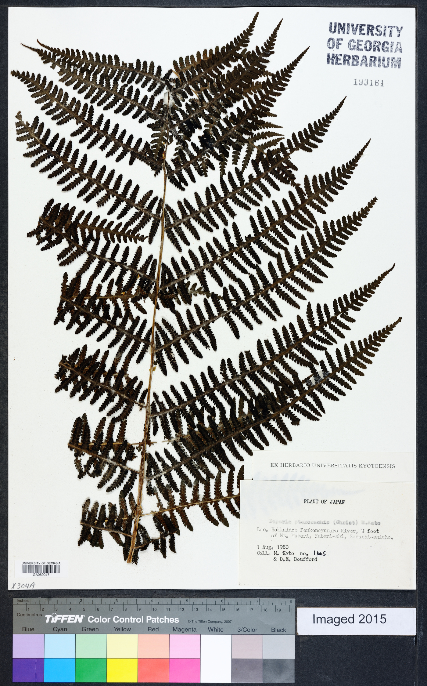 Deparia pterorachis image