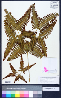 Dicranopteris linearis image