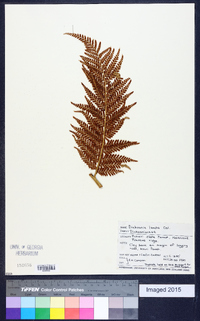 Dicksonia lanata image