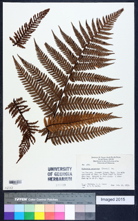 Dicksonia squarrosa image