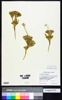 Diphasiastrum tristachyum image