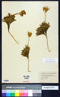 Diphasiastrum tristachyum image