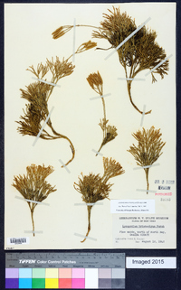 Diphasiastrum tristachyum image