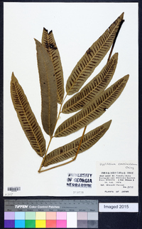 Diphasiastrum tristachyum image