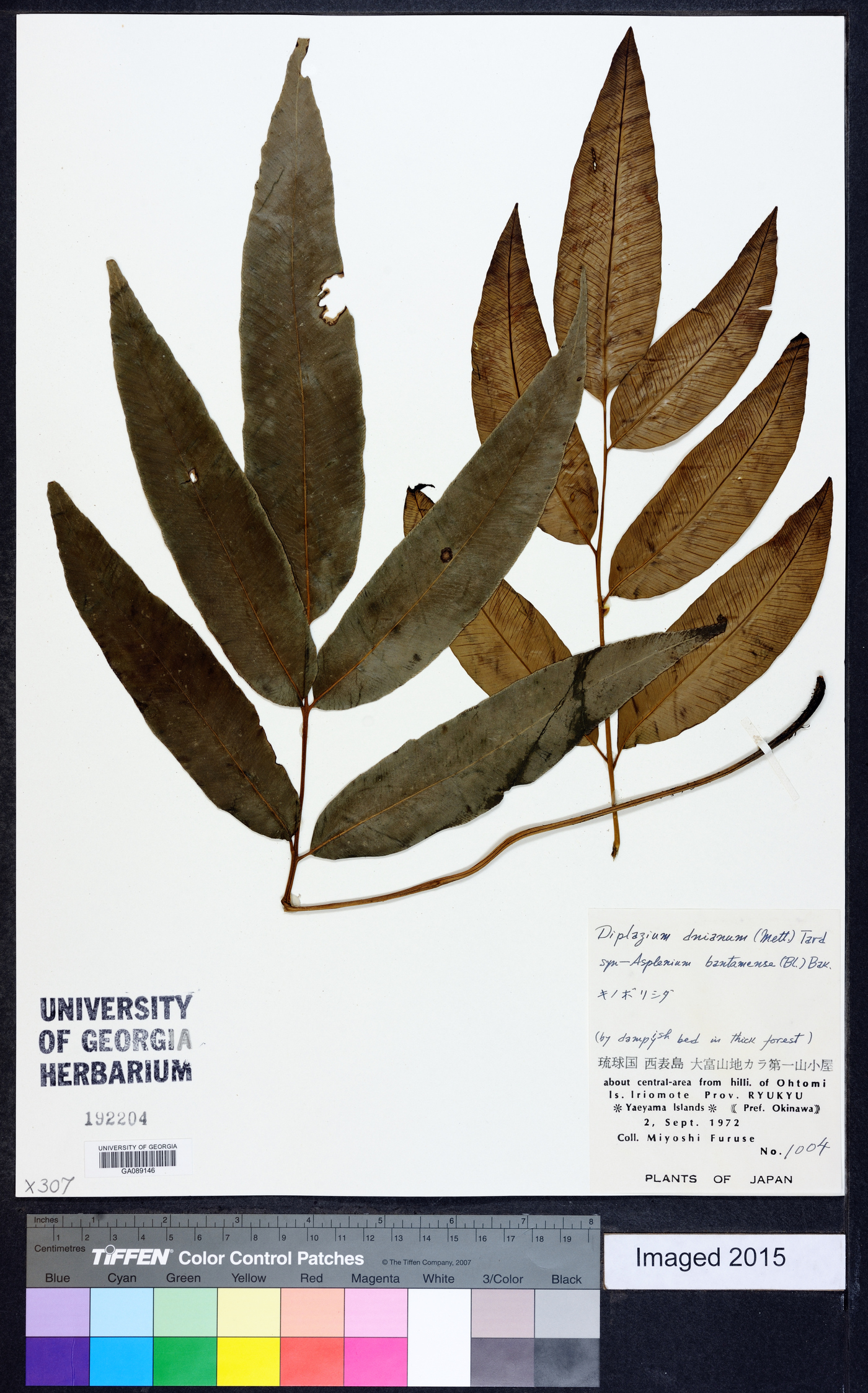 Diplazium donianum image