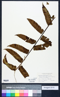 Diplazium grandifolium image