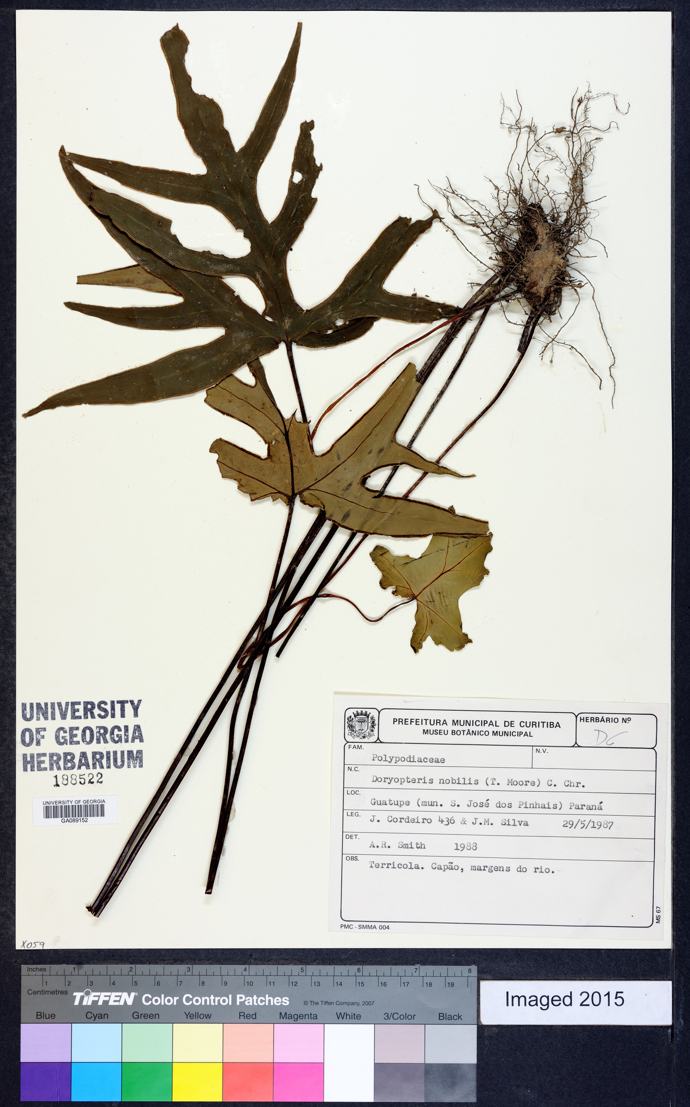 Doryopteris nobilis image