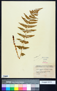 Dryopteris × boottii image