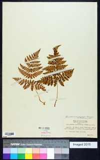 Dryopteris campyloptera image