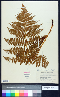 Dryopteris campyloptera image