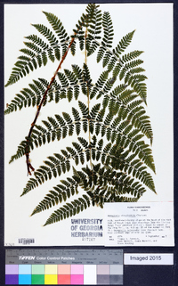 Dryopteris campyloptera image