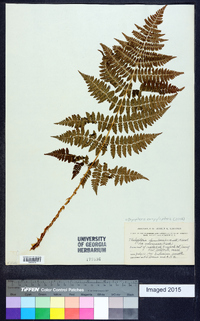 Dryopteris campyloptera image