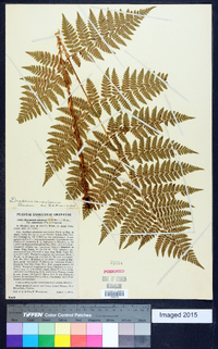 Dryopteris campyloptera image