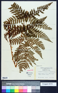 Dryopteris campyloptera image