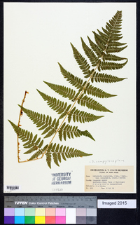 Dryopteris campyloptera image