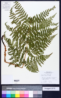 Dryopteris campyloptera image