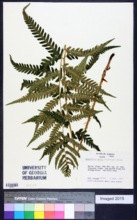 Dryopteris celsa image