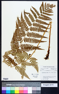 Dryopteris celsa image