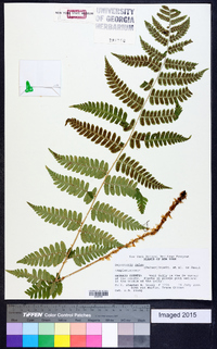 Dryopteris celsa image