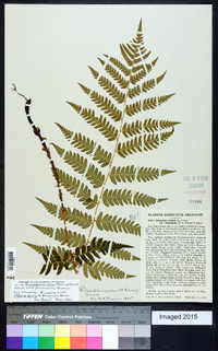 Dryopteris celsa image