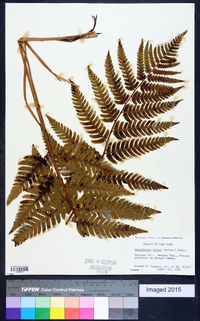 Dryopteris celsa image