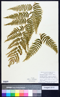 Dryopteris celsa image