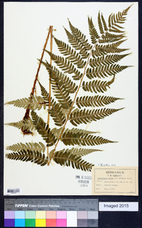 Dryopteris celsa image