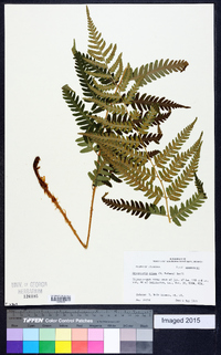 Dryopteris celsa image