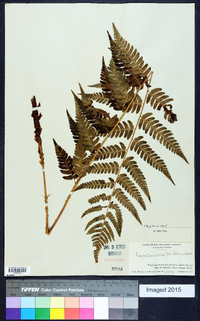 Dryopteris celsa image