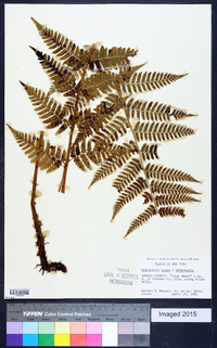 Dryopteris celsa image